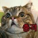 소닉메이트 이미지