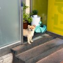 후르츠 Patisserie Fruits 구르망 쁘띠 프뤼 예약포장 납작복숭아 과일 무스 케이크 내돈내산 후기