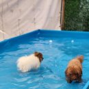 댕댕이라이프 | 경기도 용인애견카페 시설좋은 우리 댕댕이 놀이터 댕글라이프 후기