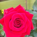 장미민박 이미지