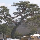 여우목로 이미지