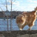 고양이숲 이미지