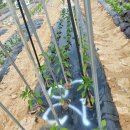 주혜농장 이미지