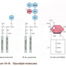 세포막 - 인지질 이중층(lipid bilayer) 이미지