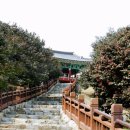 서천 마량리 동백나무 숲 이미지