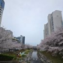 울산 남구 삼호동 행정복지센터 | 울산 무거천 벚꽃 개화 상태? 궁거랑 벚꽃축제 명소 나들이 가볼만한곳