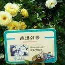 커피로쏘