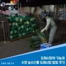 도매시장의 기능과 수원 농수산물 도매시장 탐방 후기