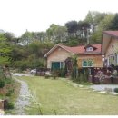 다래와 잣나무 이미지