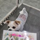 오감연결길 | 대전 강아지유치원 체험데이｜오감 미술놀이 활동 리얼 후기