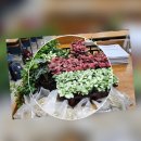 마음을 심는 원예테라피 | 하남시보건소 원예치료 프로그램｜초록 식물이 전한 따뜻한 위로 작은 숲 만들기