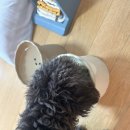 그린키친 | [알로키친] 강아지종양 강아지화식 후코그린 후기