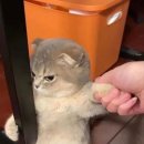 숯불갈비 통큰 무한삼겹 이미지