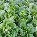 남원원예농약사 이미지