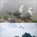 희귀한 새들 이미지