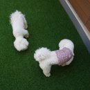 옐레드 애견유치원 & 애견호텔 광명점 이미지