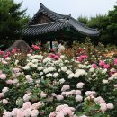 조선대학교 장미원 장미축제 이미지