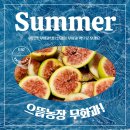 해용농장 | 영암 무화과 농장 으뜸 무화과!