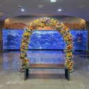 아프리칸아트 | 제주 아쿠아플라넷 관람기｜펭귄·대형수족관·아레나 공연까지