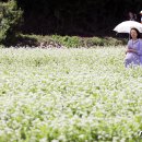 메밀꽃필무렵 이미지