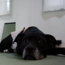 제주 주짓수 주짓서프 아카데미 이미지