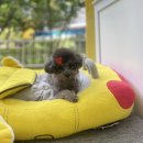 댕이발소 이미지