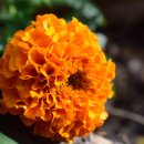 메리골드