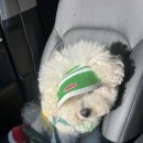 우쭈쭈플렉스 강아지 유치원 호텔 | 광주애견유치원 우쭈쭈플렉스 등원 후기 (광주 농성동 강아지 유치원)