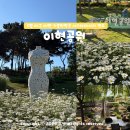 더맑은이현마을 | 5월 대구 여행 데이트 가볼만한곳 이현공원 샤스타데이지 실시간 꽃구경 후기