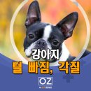 Dr. 오즈 동물병원 이미지