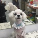 복실애견 이미지