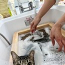 언제나고양이 이미지