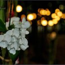 김해수로왕릉 이미지