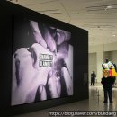 춤추는 미술관 | 과천 현대미술관_관람 후기1(MMCA 해외 명작 : 수련과 샹들리에)