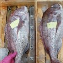5월 2일(월) 목포는항구다 생선카페 판매생선[ "횟감용" 참돔(대), 광어(대) / 민어, 우럭, 서대 ] 이미지