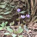 의성꽃화원 이미지