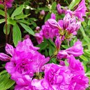 호수공원14로 이미지