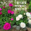 함박꽃민속촌 이미지