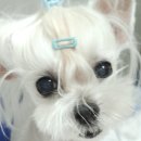 튼튼동물병원 | 강아지 백내장 수술 후기 : 수원 인계동 눈이튼튼동물병원