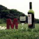 마에스트로 CC 이미지