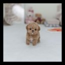 유앤미펫 강아지분양 고양이분양 시흥점 이미지