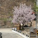 양평벚꽃하우스 이미지