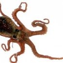 조은낙지 이미지