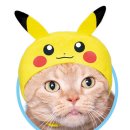 고양이 모자 이미지