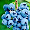 블루베리 가족 독채펜션 이미지