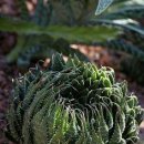 아리스타타 이미지