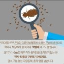 강릉 입주 시공 : 강릉 반딧불이 새집증후군 강릉 교동 하늘채 입주 전 시공 후기