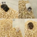 패러그린샵 명지점 이미지