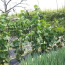 풍성농장 이미지