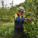 이야기가 있는 사과나무 마을 이미지